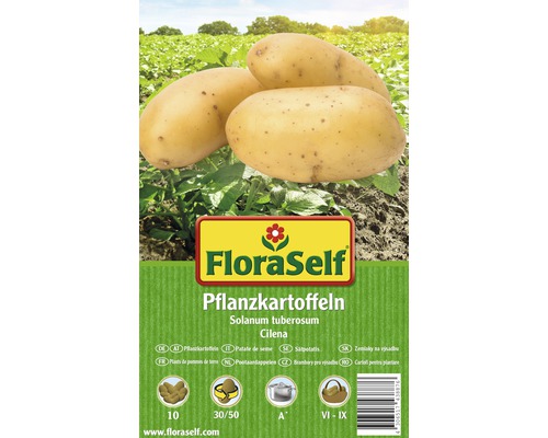 Sättpotatis FLORASELF Solanum tuberosum Cilena fast 10st Sättpotatis FloraSelf Cilena, Solanum tuberosum