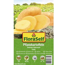 Sättpotatis FloraSelf av sorten Linda