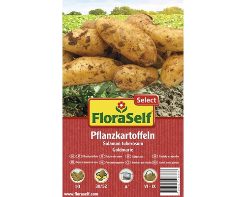 Sättpotatis FLORASELF Solanum tuberosum Goldmarie 10st FloraSelf Sätpotatis Goldmarie
