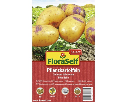Sättpotatis FLORASELF Solanum tuberosum Blue Belle 10st FloraSelf Sättpotatis Blue Belle, Solanum tuberosum