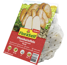 Sättpotatis FLORASELF Select Solanum tuberosum Mandel 10st