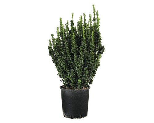 Japansk benved FLORASELF Euonymus japonicus Benkomasaki 80-90cm co 18L buskig Buxbom i kruka