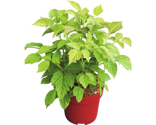 Hallonplanta i kruka