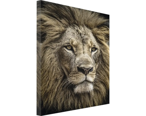 Canvastavla Majestic Lion 50x70cm