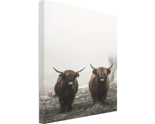 Canvastavla Highland cows 50x70cm
