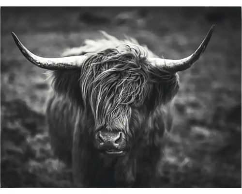 Svartvit fotografering av en skotsk höglandsko med horn
