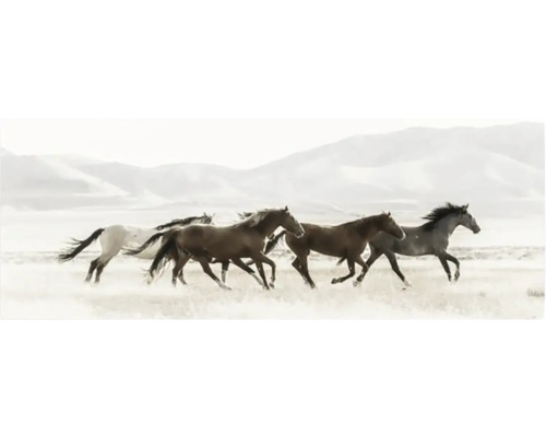 En grupp galopperande hästar på en äng