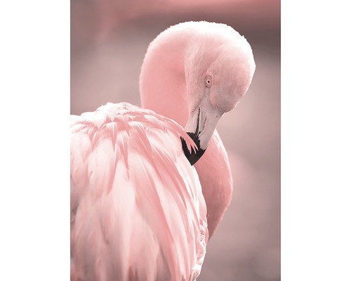 Poster Pink Flamingo 3 30x40cm