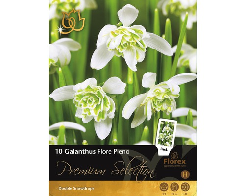 Blomsterlökar premium Galanthus Flore Pleno 8st