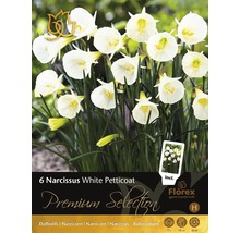 Förpackning med sex narcissus av sorten White Petticoat