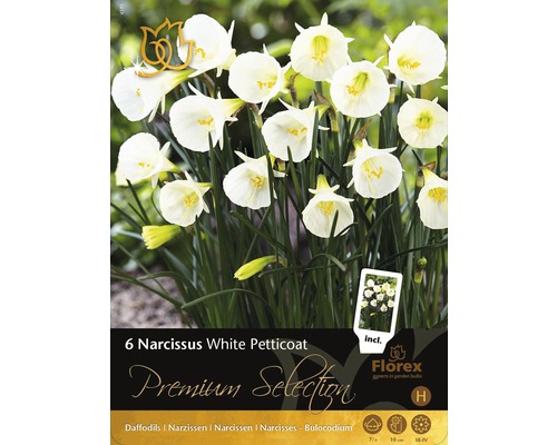 Förpackning med sex narcissus av sorten White Petticoat