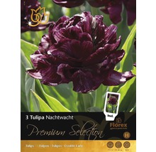 Blomsterlökar premium tulpaner Nachtwacht 3st-thumb-0