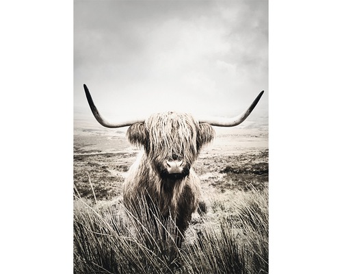Poster Nature Highland Cattle 30x40cm