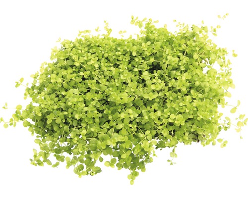 Akvarieväxt DENNERLE PLANTS Slamblinka Micranthemum spec. Montecarlo ca 9x9cm Tät klunga av Helxine Soleirolii-blad