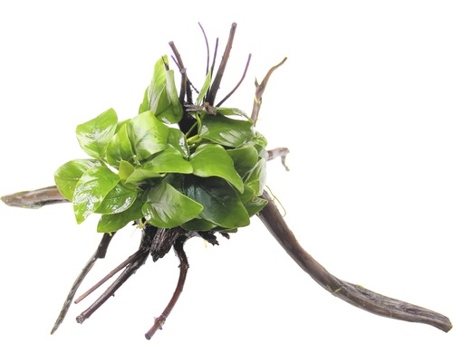 Akvarieväxt DENNERLE PLANTS Dvärganubias på drivved Anubias nana ca 15x9x15cm Akvarieväxt på rotved