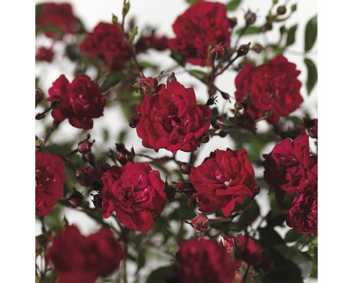 Marktäckande ros FLORASELF Rosa 'Fairy Queen' 10-30cm Co 3L