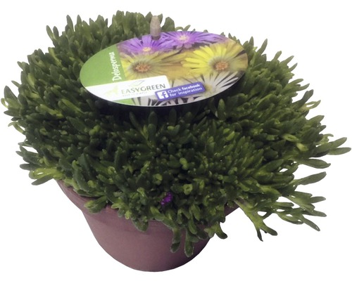 Isört FLORASELF Delospermum-Cultivars mix 1-3cm Co 1L tillfälligt sortiment