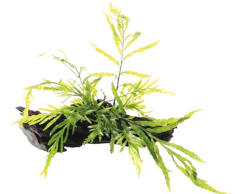 Akvarieväxt DENNERLE PLANTS Kongobräken Bolbitis heudelotii på rötter ca 12x8x10cm Konstgjord växt på rotdrivved för akvarier