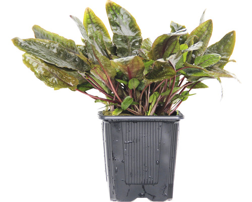 Akvarieväxt DENNERLE PLANTS Brun vattenkalla Cryptocoryne wendtii Brown XXL Kruka med Cryptocoryne undulata växt