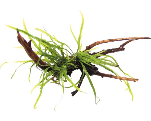 Akvarieväxt DENNERLE PLANTS Javaormbunke Trident Microsorum Trident Spiderwood