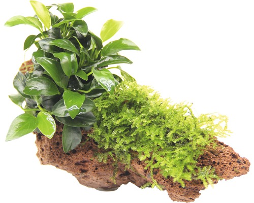 Akvarieväxt DENNERLE PLANTS Dvärganubias Anubias Bonsai med mossa på lavasten Akvarieväxt på lavasten