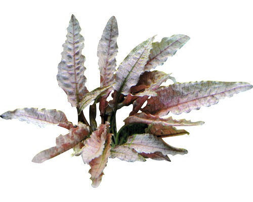 Akvarieväxt DENNERLE PLANTS Flamingo vattenkalla Cryptocoryne spec. Flamingo Akvarieväxt med vågiga blad