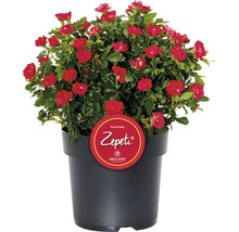 Ros Zepeti® 30-40cm co 6L