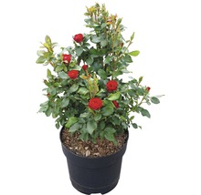 Ros Zepeti® 30-40cm co 6L