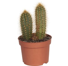 Kaktus FLORASELF Cereus Skyline 15-20cm Ø10,5cm sorterad