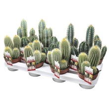 Kaktus FLORASELF Cereus Skyline 15-20cm Ø10,5cm sorterad