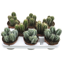 Kaktus FLORASELF Cereus Skyline 15-20cm Ø10,5cm sorterad