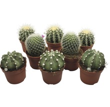 Kaktus FLORASELF Echinocactus 10,5-11,5cm Ø10,5cm sorterade sorter-thumb-0