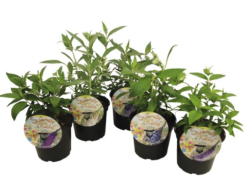 Syrenbuddleja, fjärilsbuske mix FLORASELF Buddleja davidii Summer Kids® 25-30cm co 3L tillfälligt sortiment Syrenbuddleja, fjärilsbuske mix FLORASELF Buddleja davidii Summer Kids® 25-30cm co 3L tillfälligt sortiment