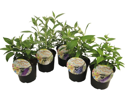 Syrenbuddleja, fjärilsbuske mix FLORASELF Buddleja davidii Summer Kids® 25-30cm co 3L tillfälligt sortiment