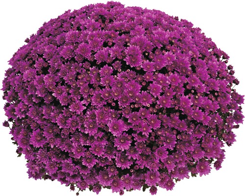 Lila krysantemum i kruka