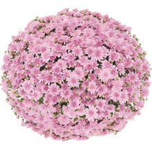Krysantemumboll med rosa blommor