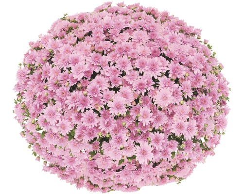 Krysantemumboll med rosa blommor