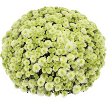 Bollkryssantemum med små blommor
