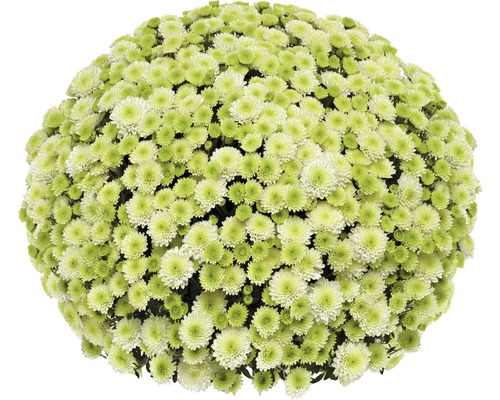 Bollkryssantemum med små blommor