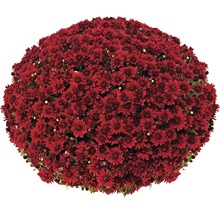 Rött krysantemum blomsterklot