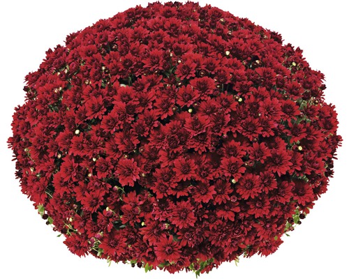 Krysantemum FLORASELF klot Ø55+ cm Chrysanthemum indicum Ø19cm blandade färger Rött krysantemum blomsterklot