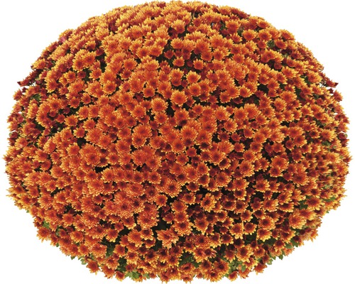 Krysantemumboll med många blommor