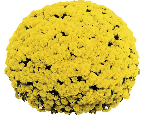 Gul krysantemumblomma i bollform