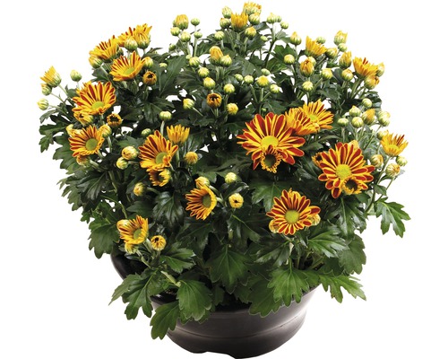 Krysantemum FLORASELF Chrysanthemum indicum Hoi Hoi Ø23cm