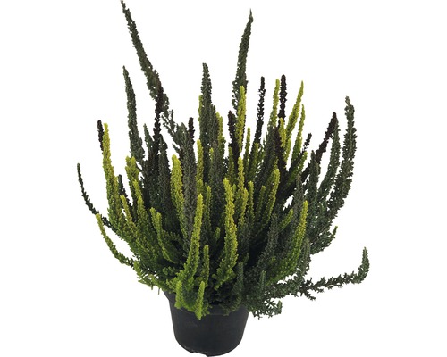 Trefärgad ljung FLORASELF Calluna vulgaris 'Skyline' Trio krukstorlek Ø11cm