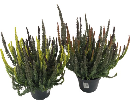 Två krukväxter ljung i kruka