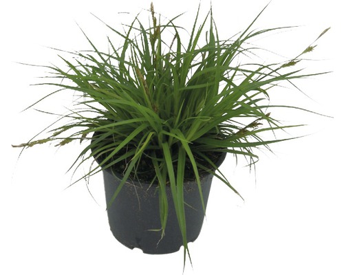 Oshimastarr FLORASELF Carex oshimensis 'Green Wonder' 5-30cm Ø14cm