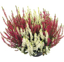 Ljung med röda och vita blommor i kruka