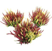 Tre ljungplantor med röda och gula blommor