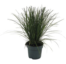Röd brandstarr FLORASELF Carex testacea 'Prairie Fire' 5-15x14cm